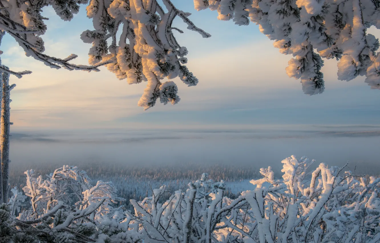 Фото обои зима, снег, ветки, дерево, мороз, панорама, Финляндия, Finland