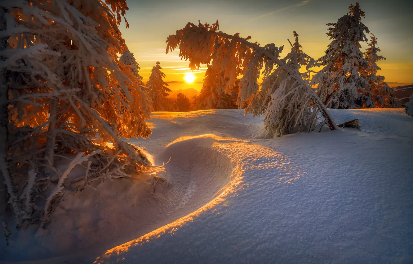 Фото обои зима, иней, лес, солнце, свет, снег, закат, ветки