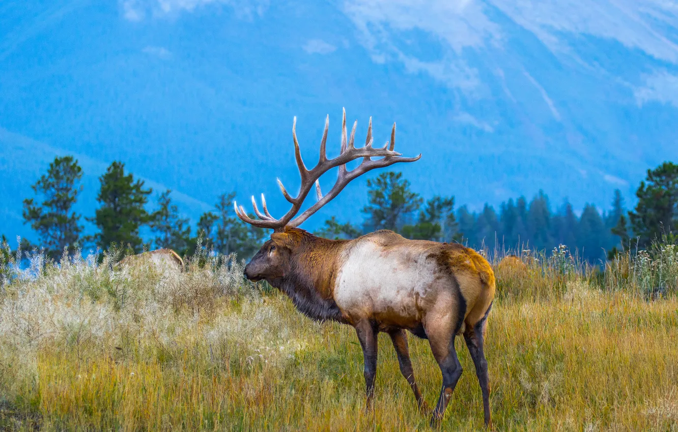 Фото обои поле, лес, трава, горы, синева, олень