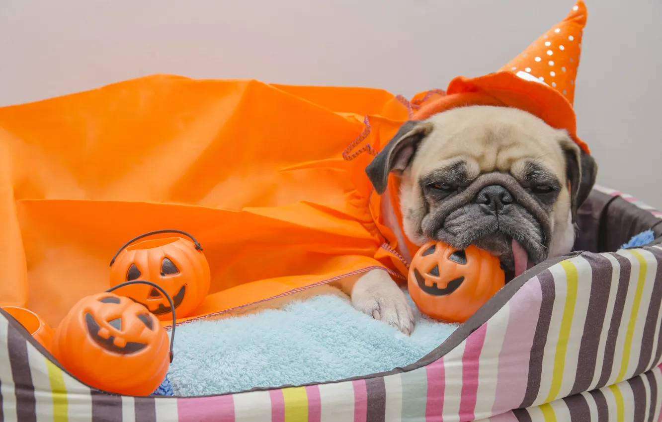 Фото обои игрушки, собака, мопс, Halloween, тыква, Хеллоуин, Pumpkin, Dogs