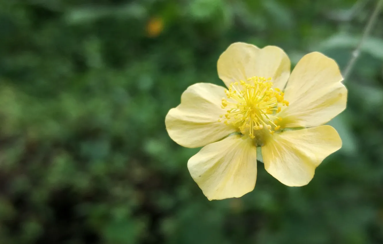 Фото обои flower, nature, yellow, macro, colour