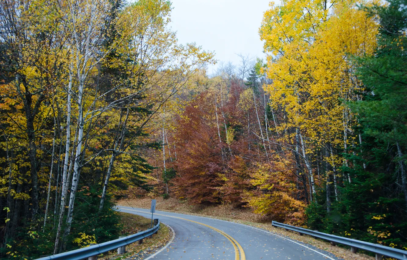 Фото обои дорога, лес, Осень, forest, road, autumn