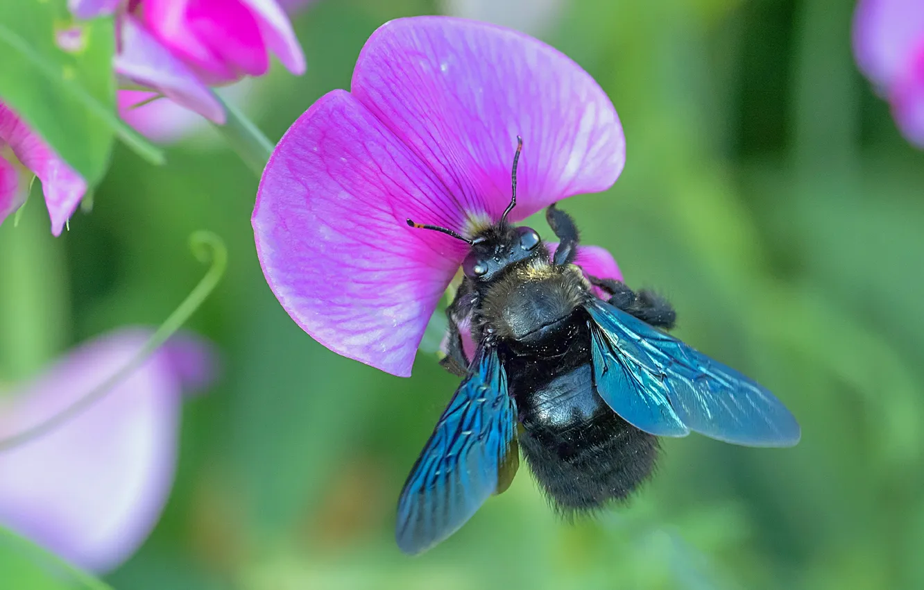 Фото обои цветок, природа, шмель, flower, nature, bumblebee, мышиный горошек