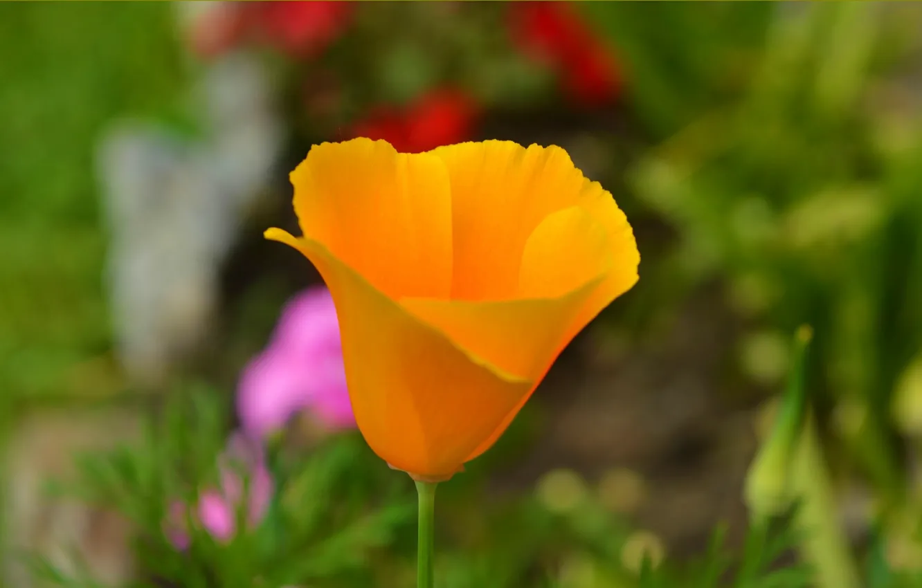 Фото обои Весна, Flower, Spring, Боке, Bokeh, Эшшольция, Калифорнийский мак