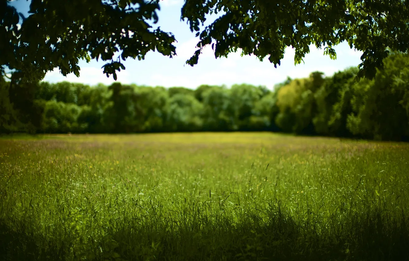 Фото обои поле, трава, дерево, тень, солнечно, боке