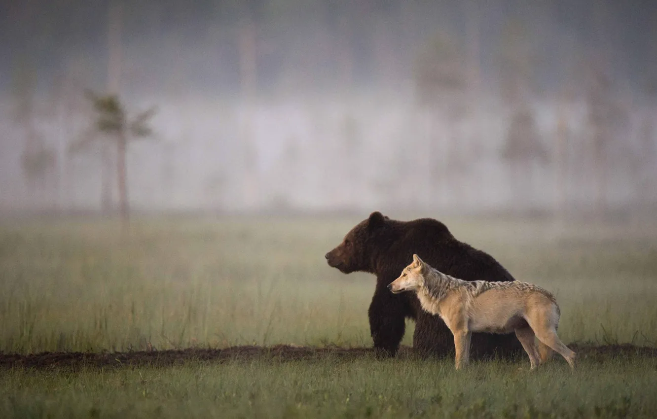 Фото обои animals, Wolf, wildlife, Bear