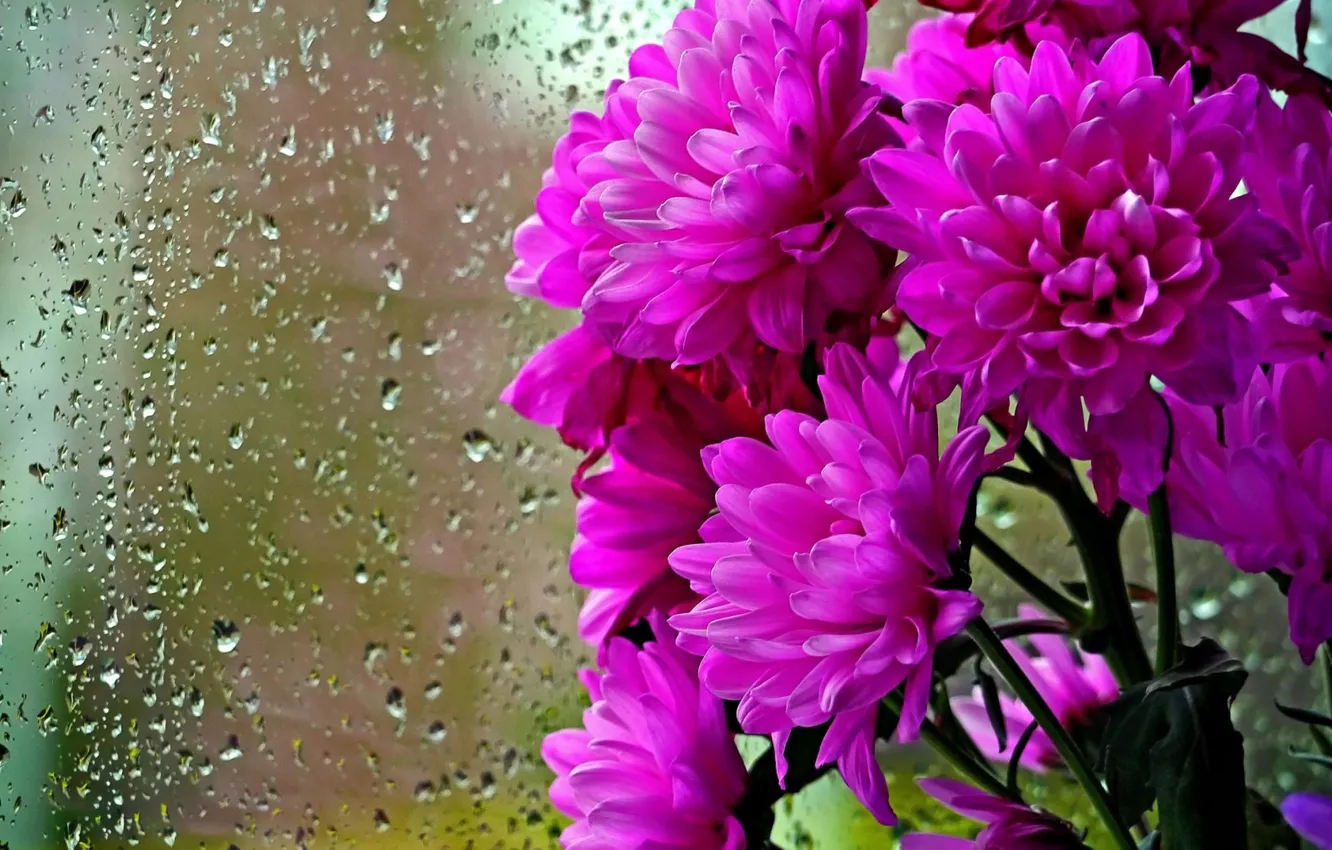 Фото обои капли, цветы, дождь, букет, окно