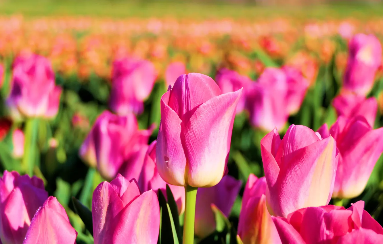 Фото обои поле, Франция, тюльпаны, розовые, бутоны, плантация