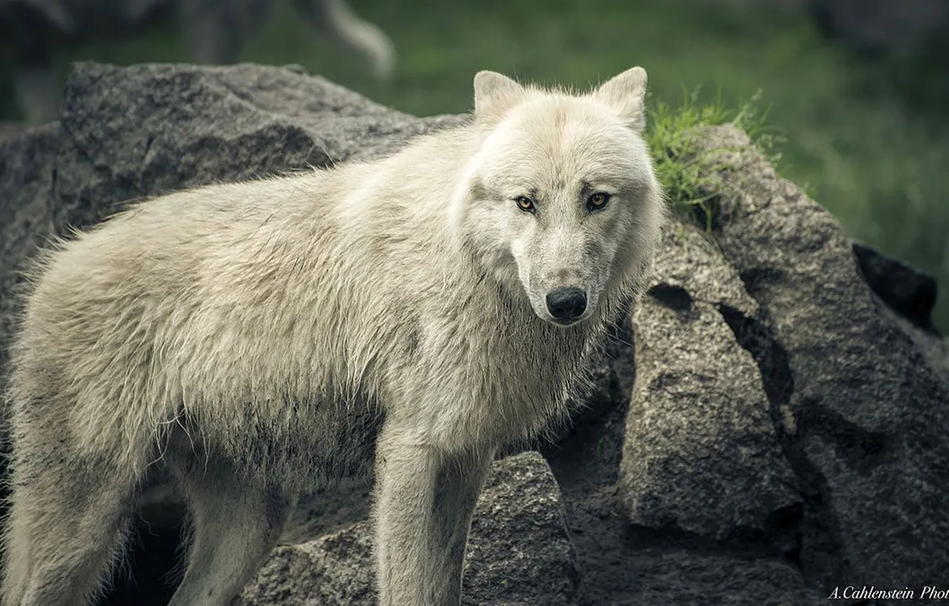 Фото обои nature, face, animal, wolf, wildlife, head, fur, mammal