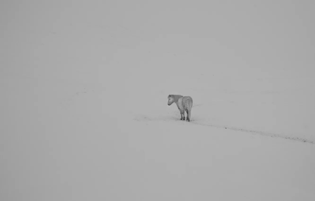Фото обои зима, поле, конь