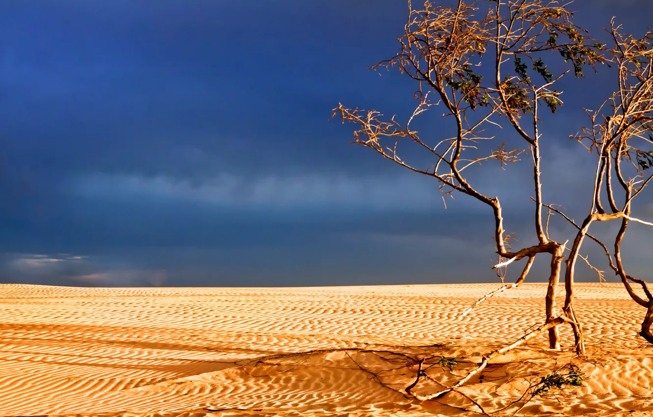 Фото обои пейзаж, дерево, пустыня