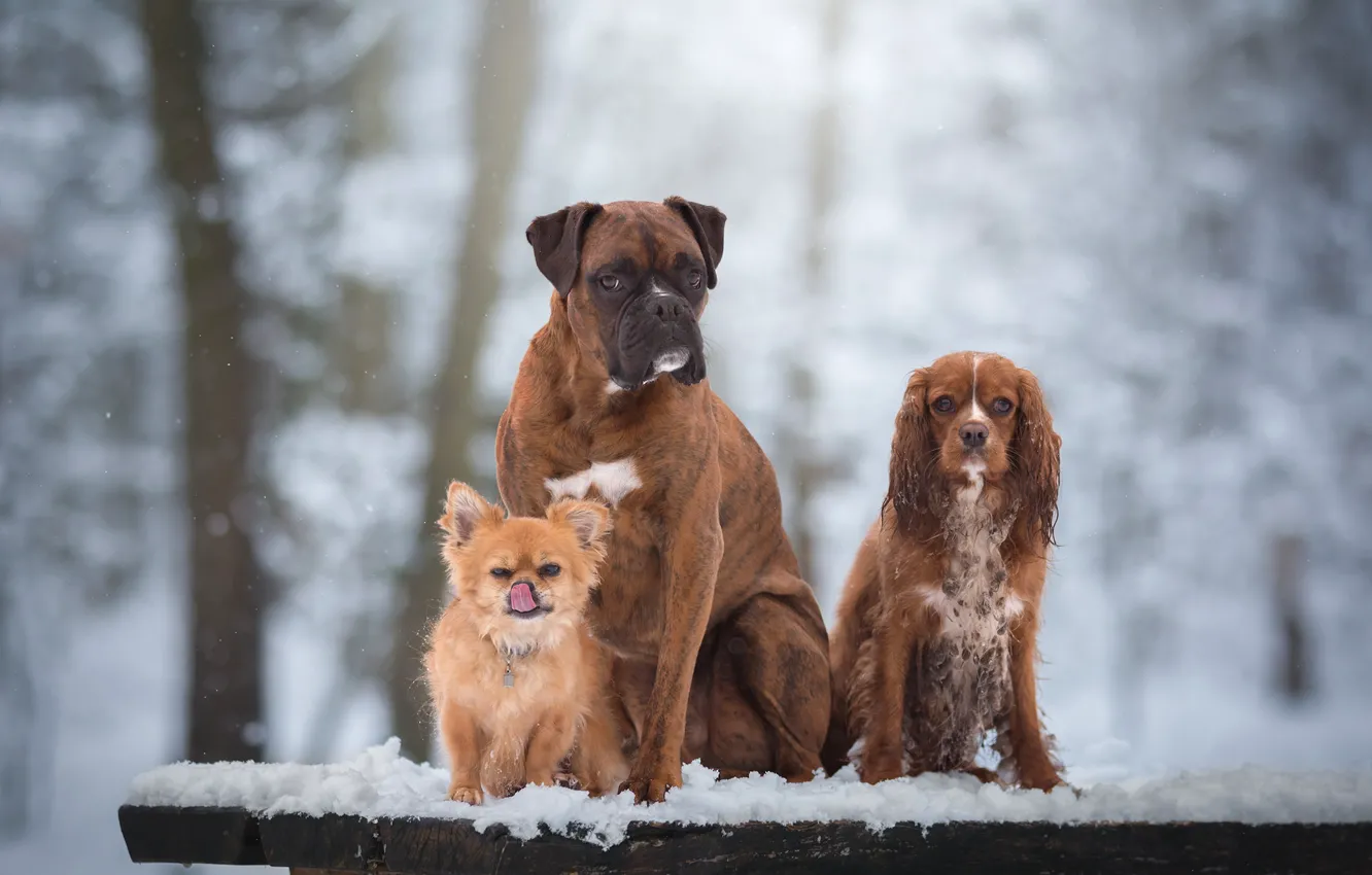 Фото обои собаки, снег, портрет, трио, друзья, Чихуахуа, троица, Боксёр