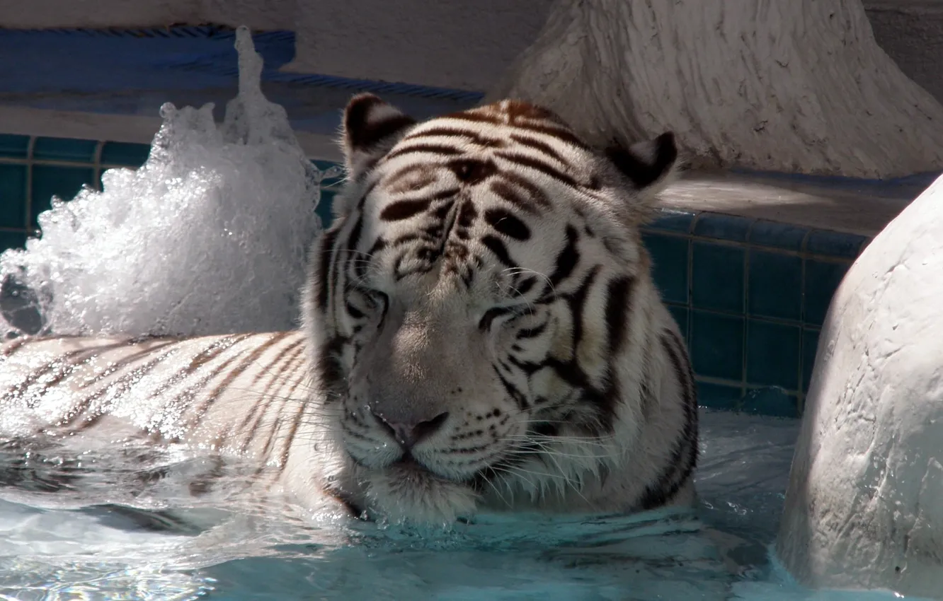 Фото обои тигр, большая кошка, лежать, купаться