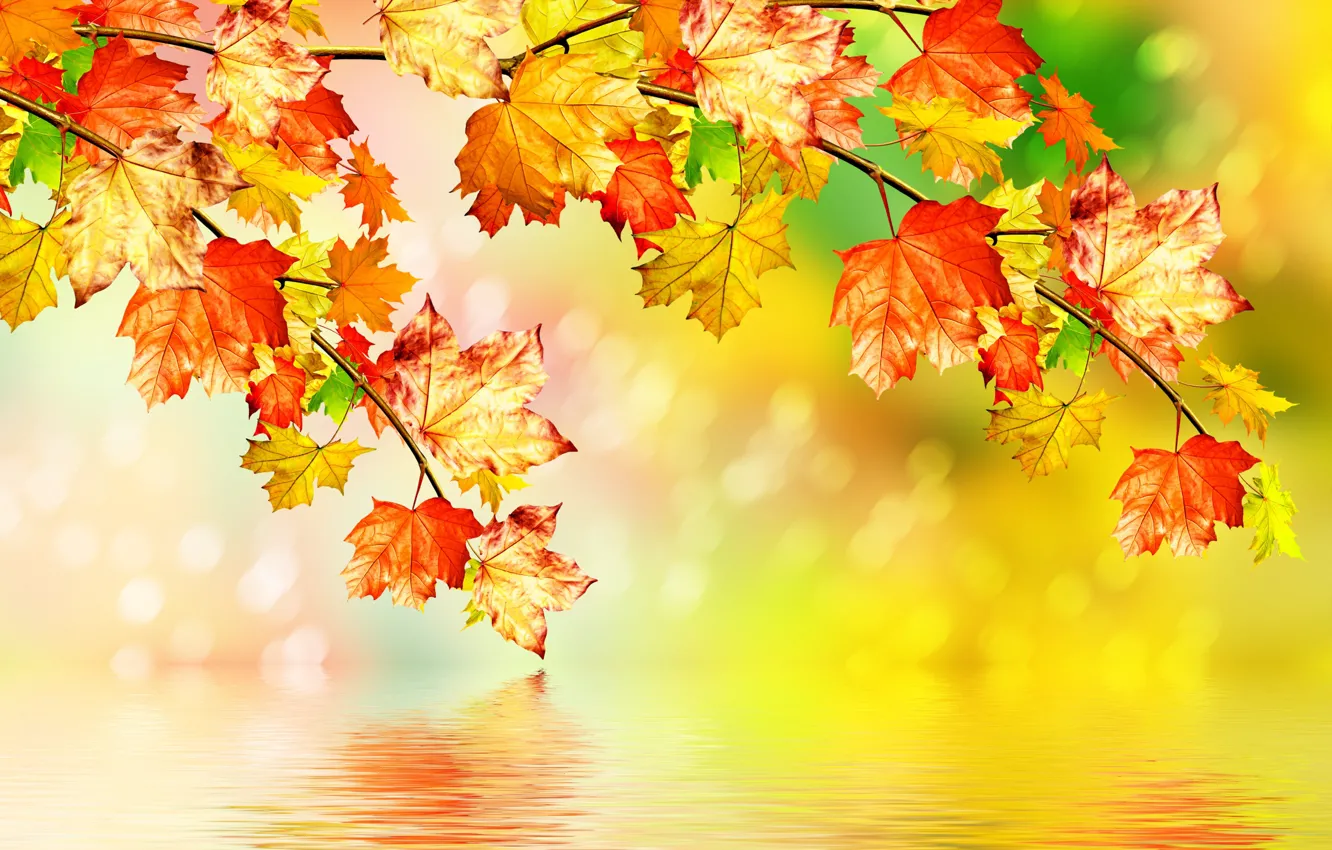 Фото обои осень, листья, вода, клен