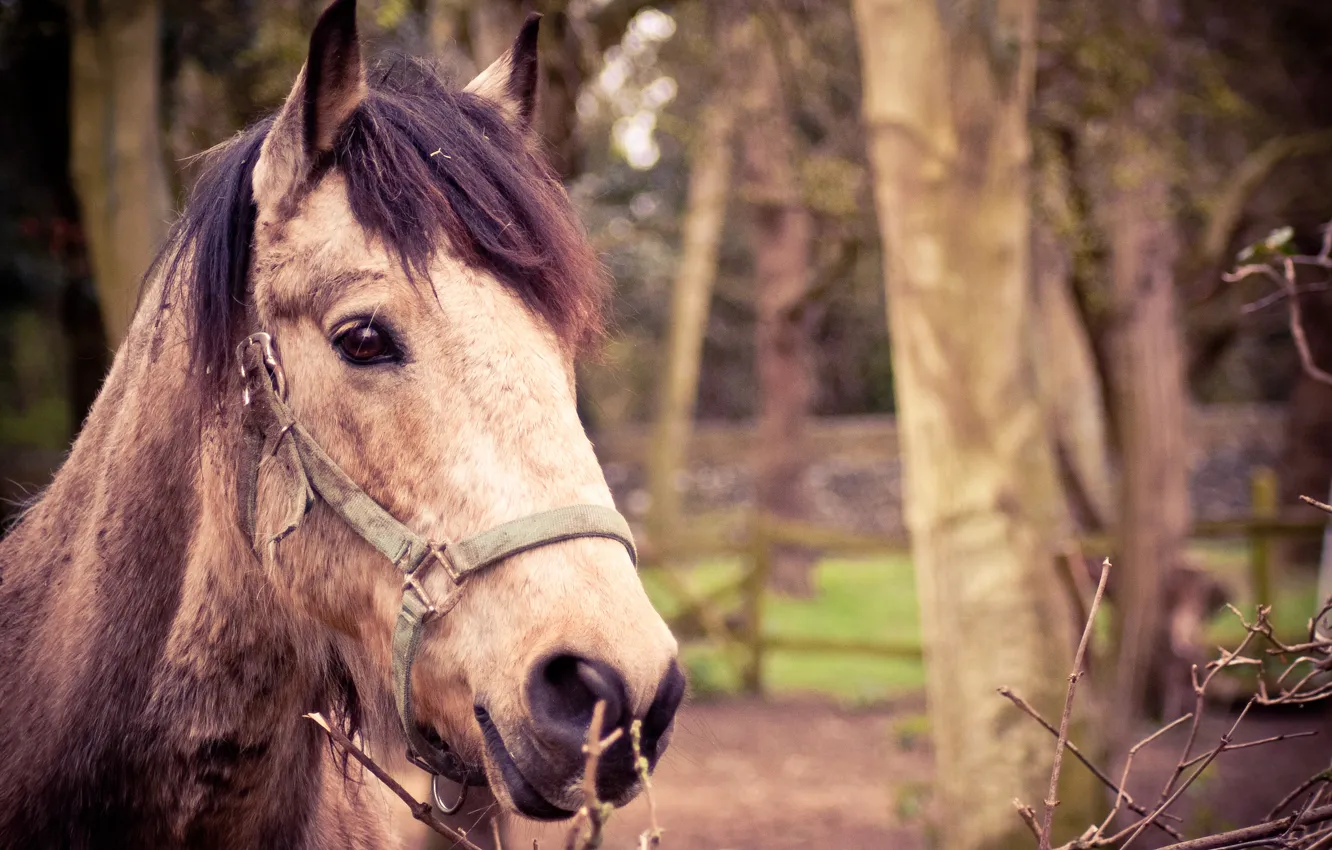 Фото обои животные, морда, фон, конь, widescreen, обои, лошадь, размытие