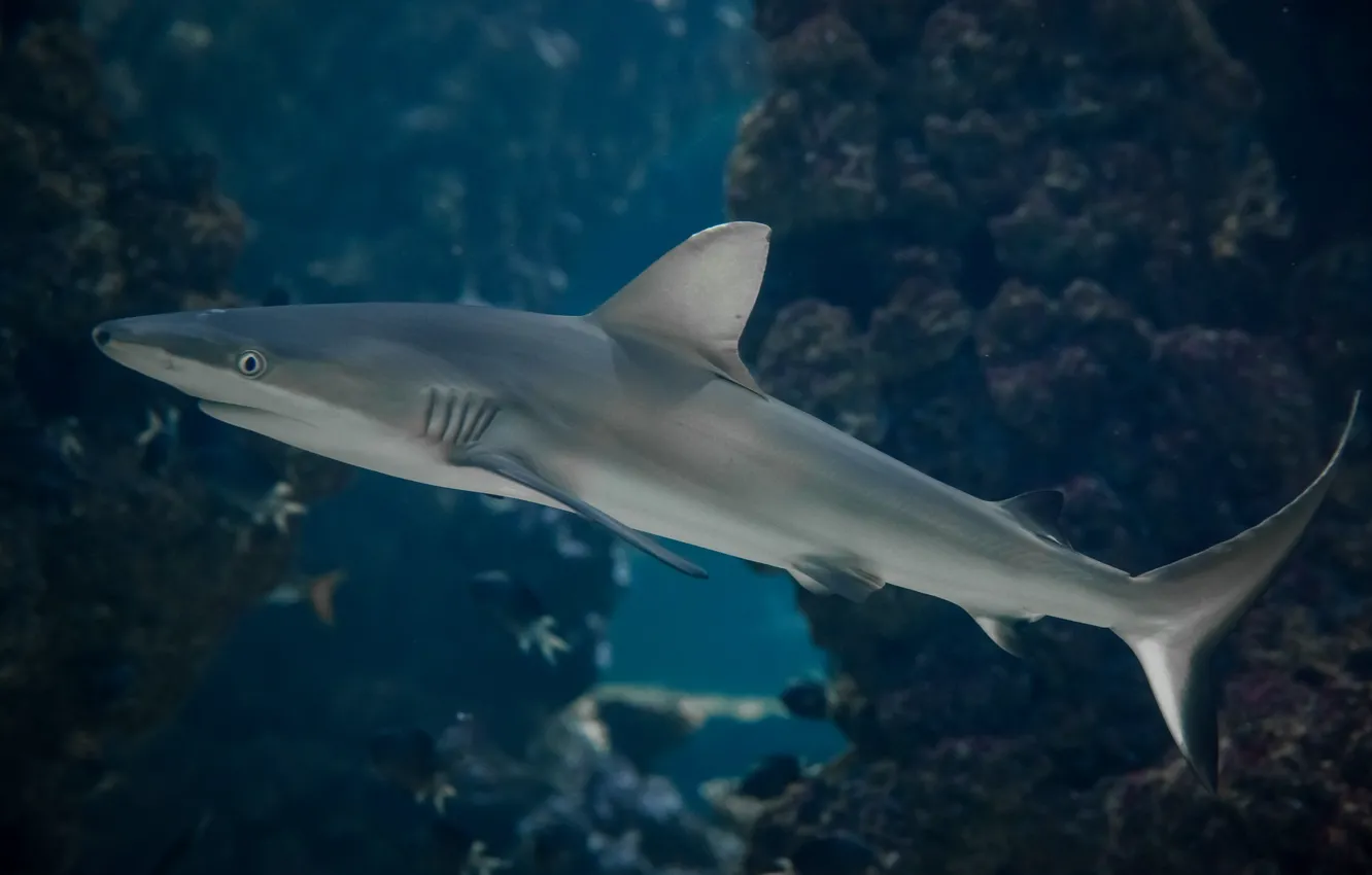 Фото обои хищник, акула, подводный мир, под водой