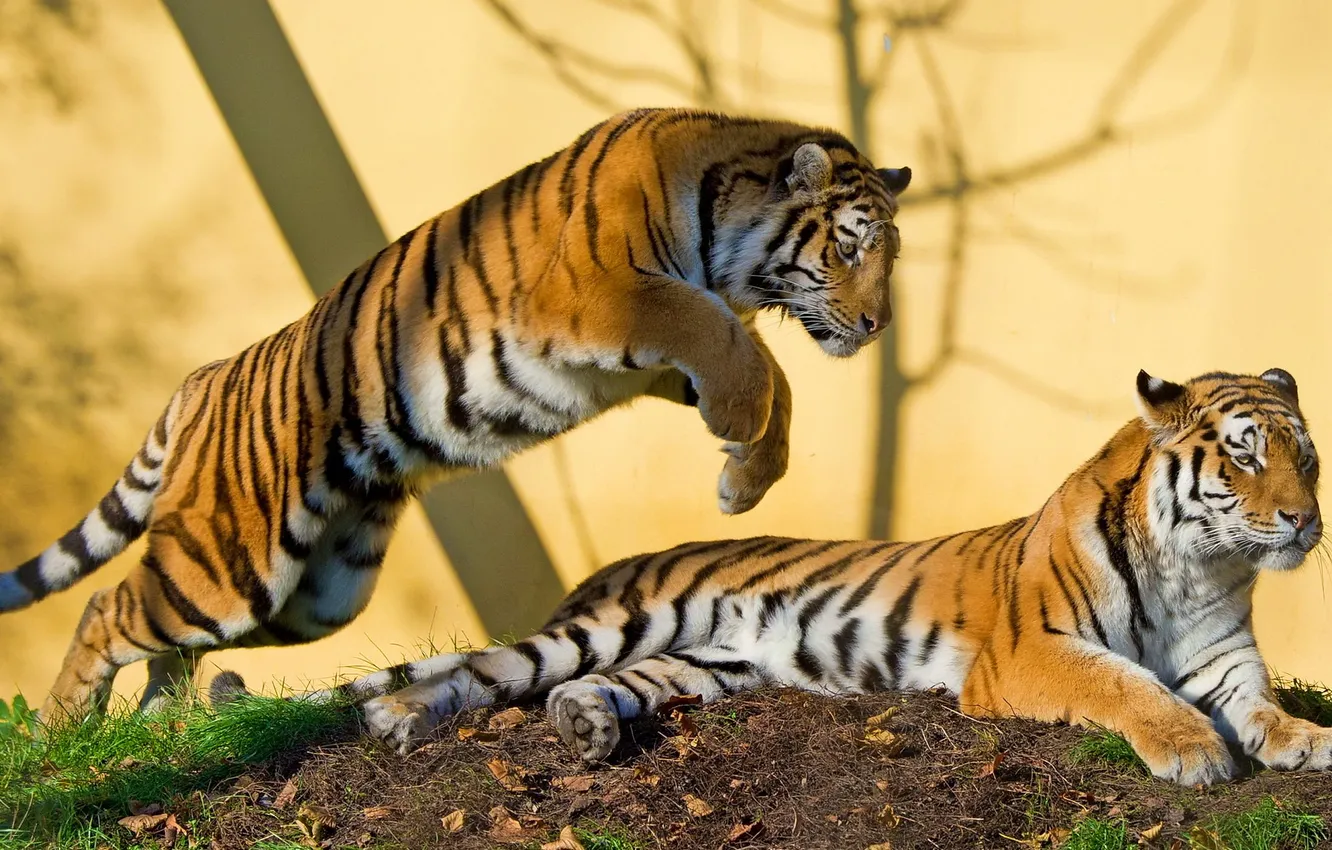 Фото обои тигр, хищник, пара, амурский