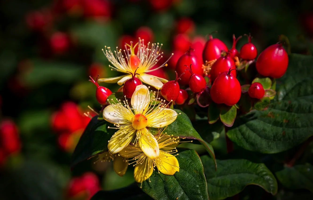 Фото обои ягоды, цветение, Closeup, Berry, Tutsan