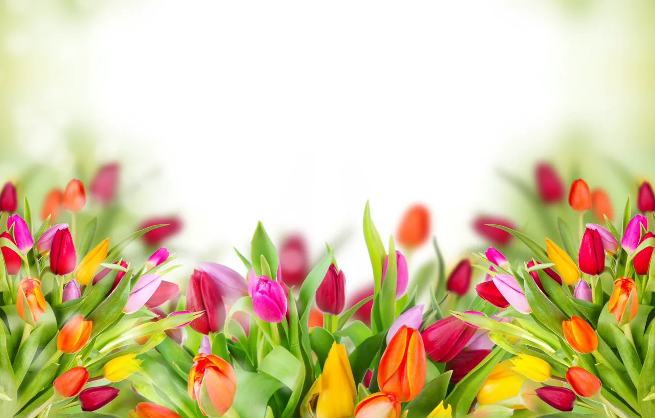Фото обои цветы, тюльпаны, листики
