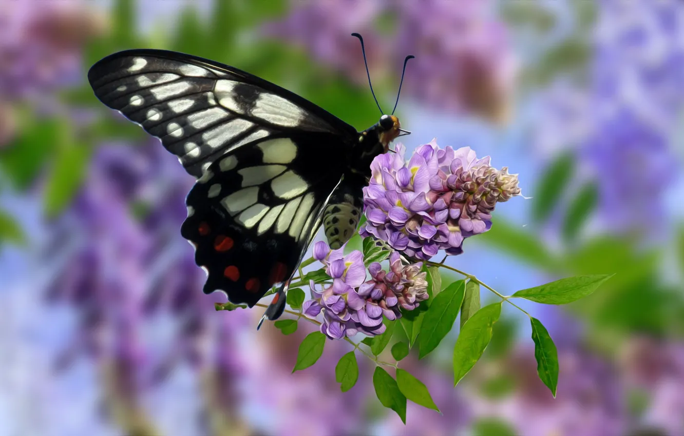 Фото обои Grafika, Kwiaty, Motyl, Glicynia