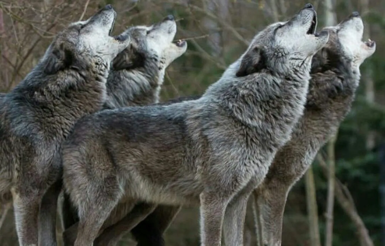 Фото обои nature, predator, animal, wolf, wildlife, portrait, portrait., Canis lupus. face
