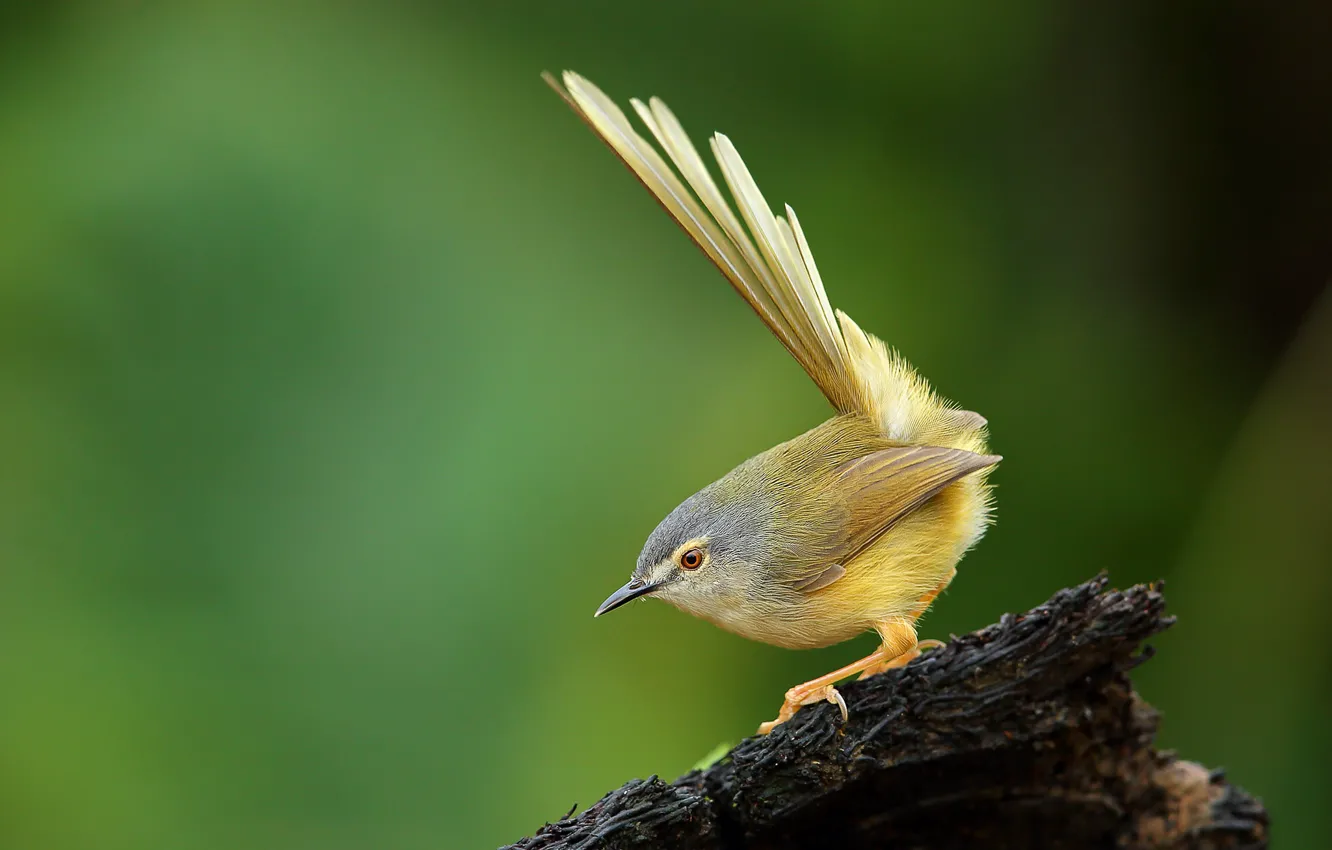Фото обои птицы, пень, animal, желтобрюхая приния