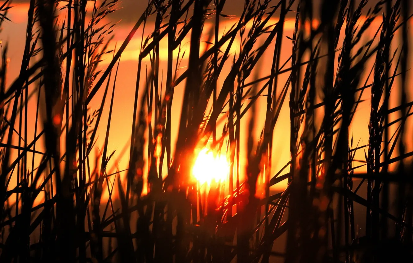 Фото обои трава, Солнце