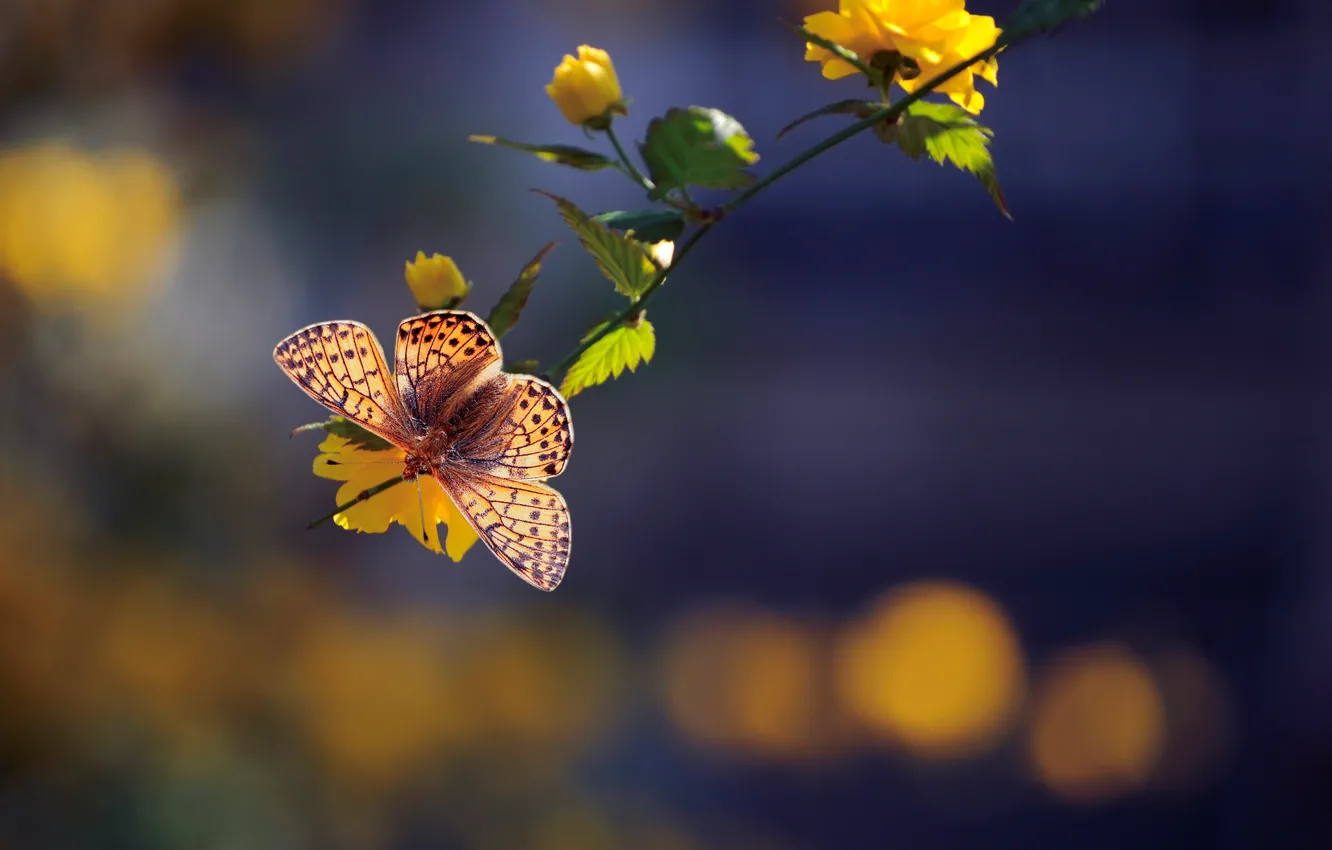 Фото обои макро, бабочка, ветка, цветки, боке, Керрия японская, Перламутровка