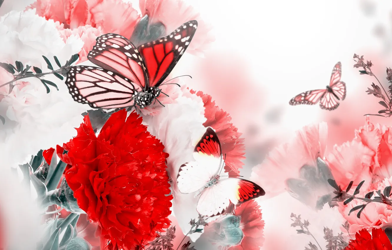 Фото обои бабочки, цветы, цветение, blossom, гвоздика, flowers, веточки, branches
