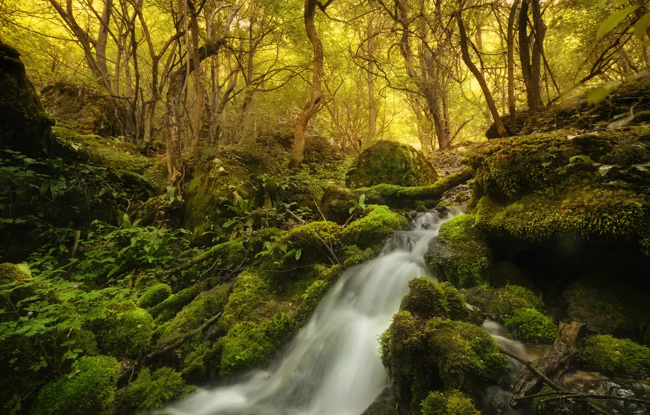 Фото обои лес, деревья, камни, водопад, мох