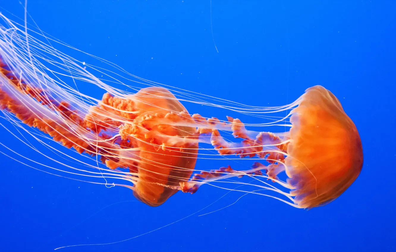 Фото обои море, природа, медузы