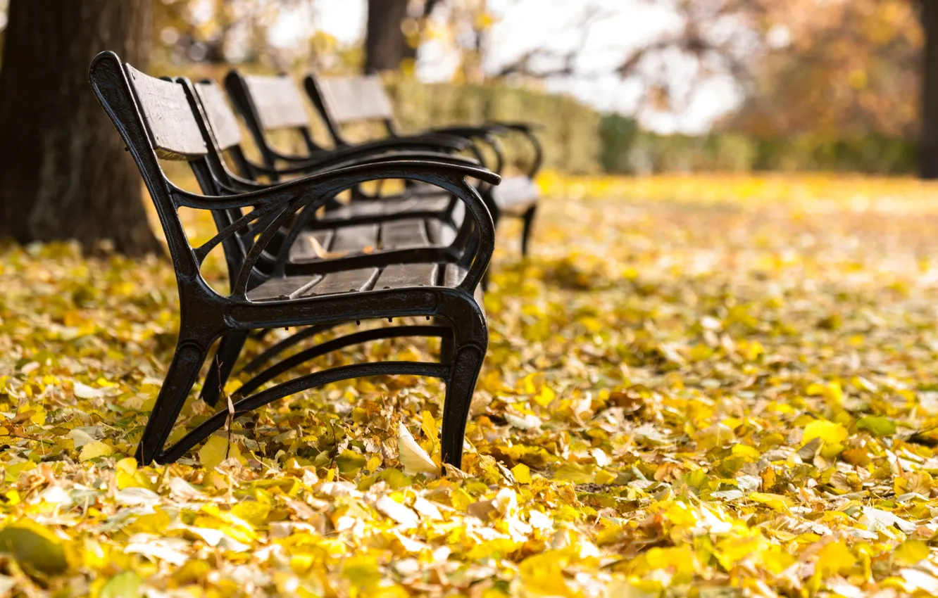 Фото обои осень, парк, листва, скамейки