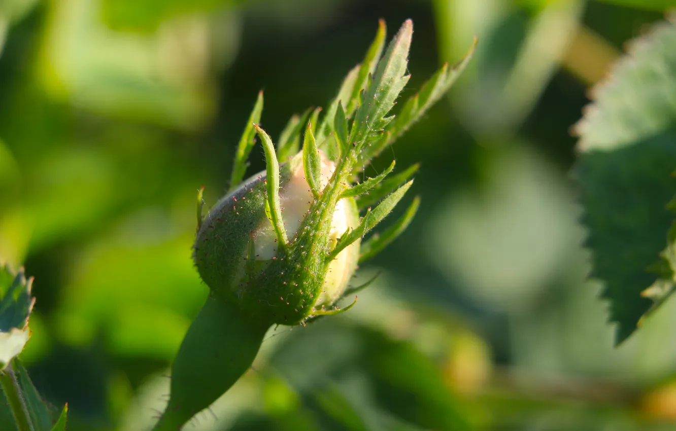 Фото обои rose, plant, bud
