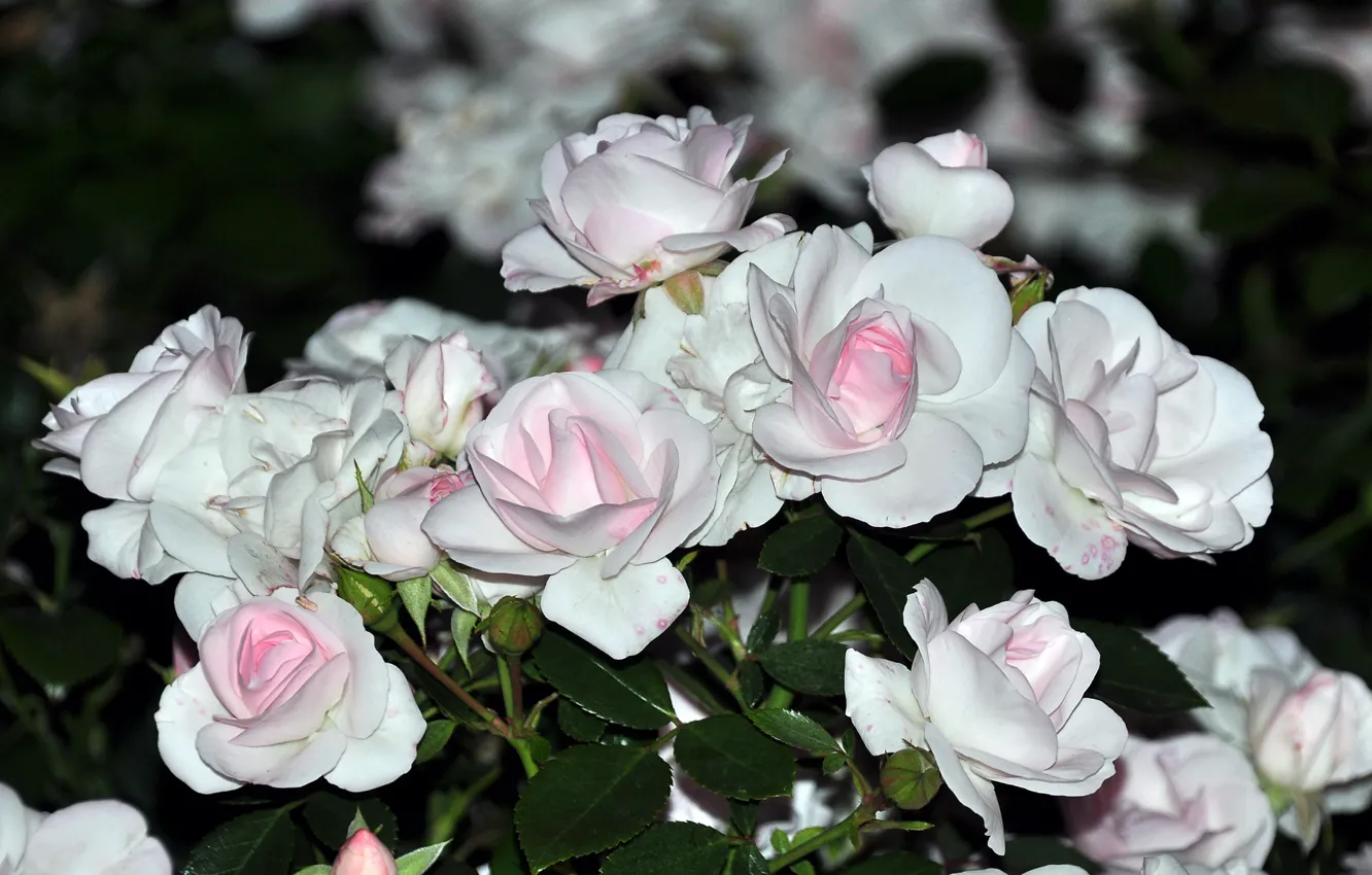 Фото обои цветы, розы, букет, нежные, белые