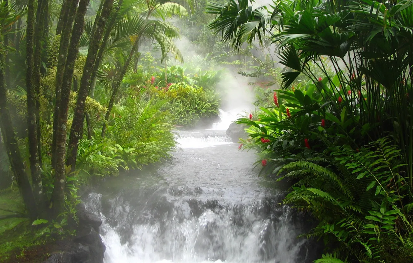 Фото обои река, водопад, джунгли, папоротник