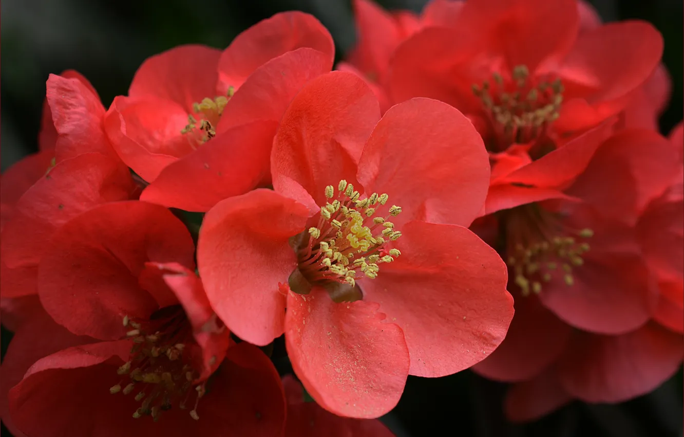 Фото обои цветы, весна, красные, red, Flowers, spring, Японская айва