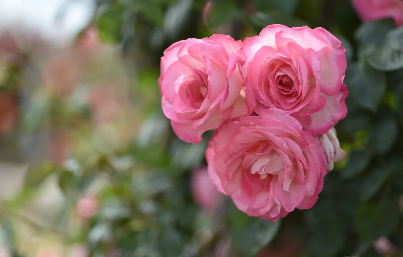 Фото обои розы, розовые, трио, боке