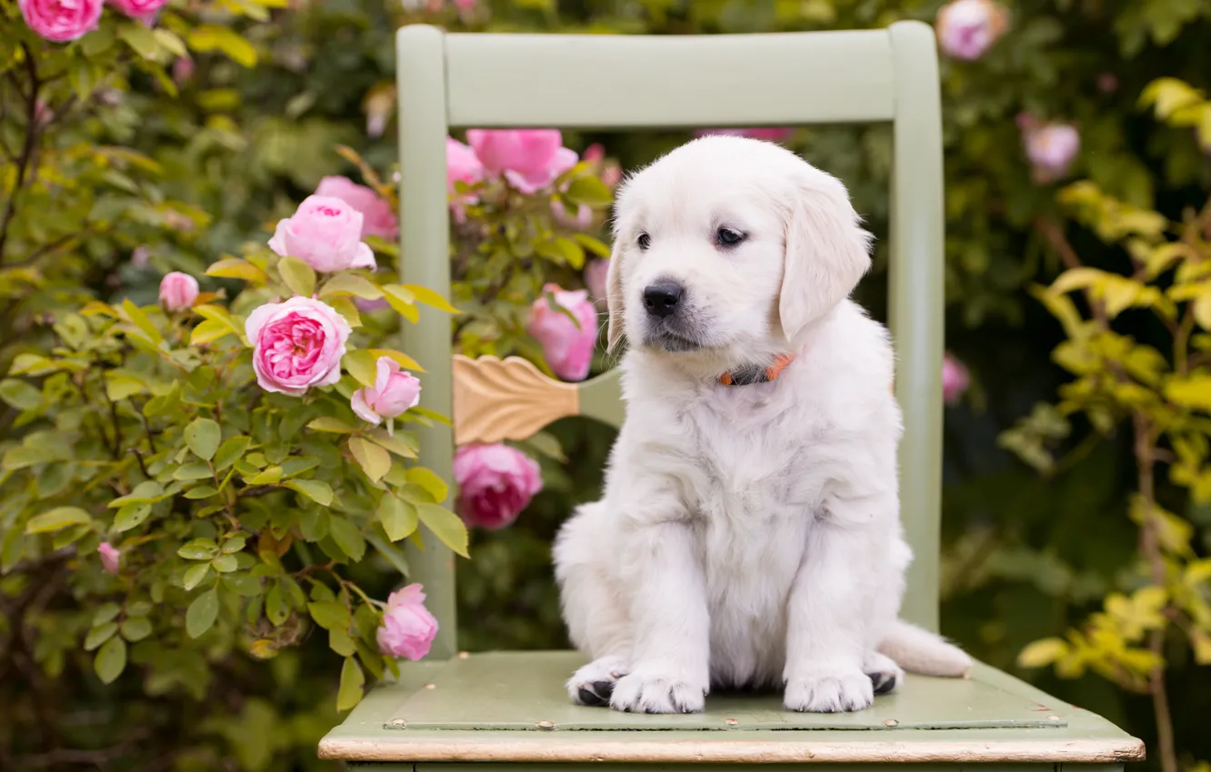 Фото обои цветы, розы, собака, стул, щенок