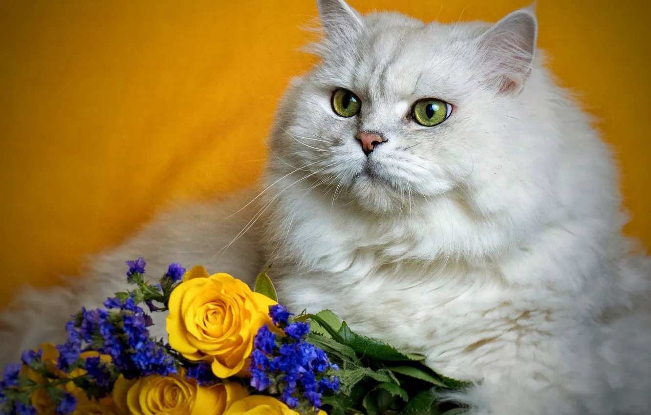 Фото обои кот, цветы, пушистый, британец