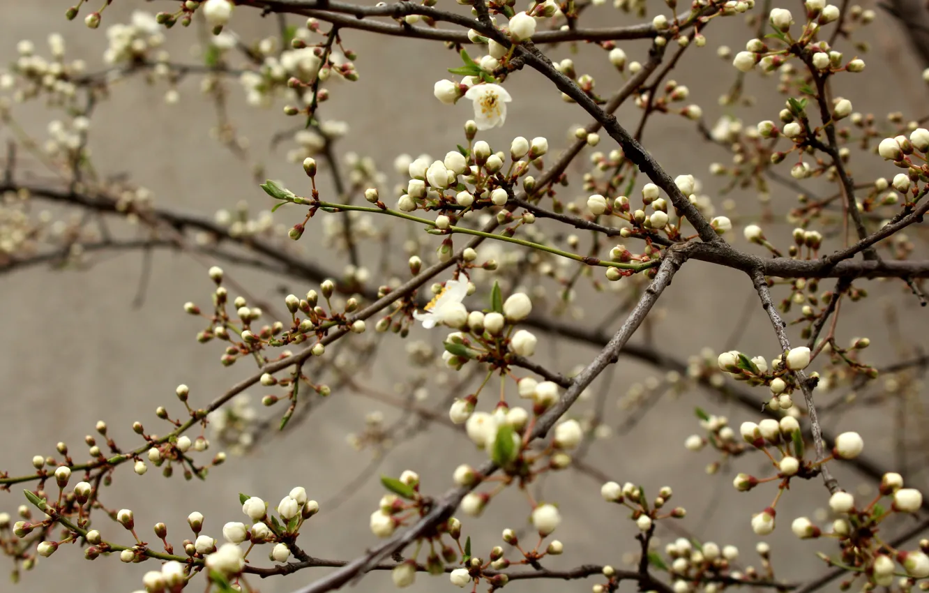 Фото обои цветы, ветки, весна, белые, серый фон, яблоня, бутоны, цветение