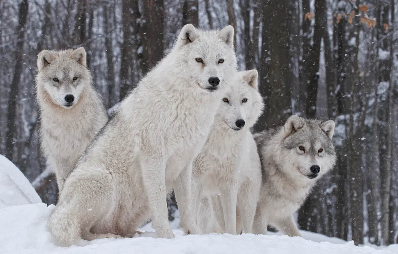 Фото обои природа, хищник, семья, волки, зима.снег