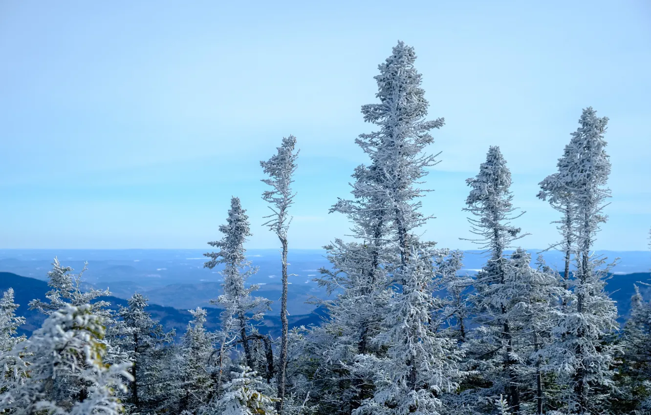 Фото обои зима, деревья, природа, панорама
