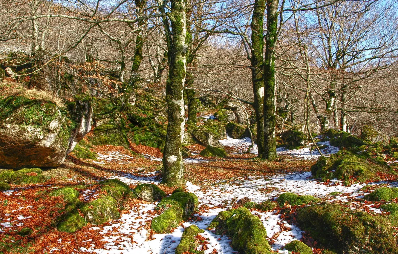 Фото обои лес, снег, деревья, камни, мох