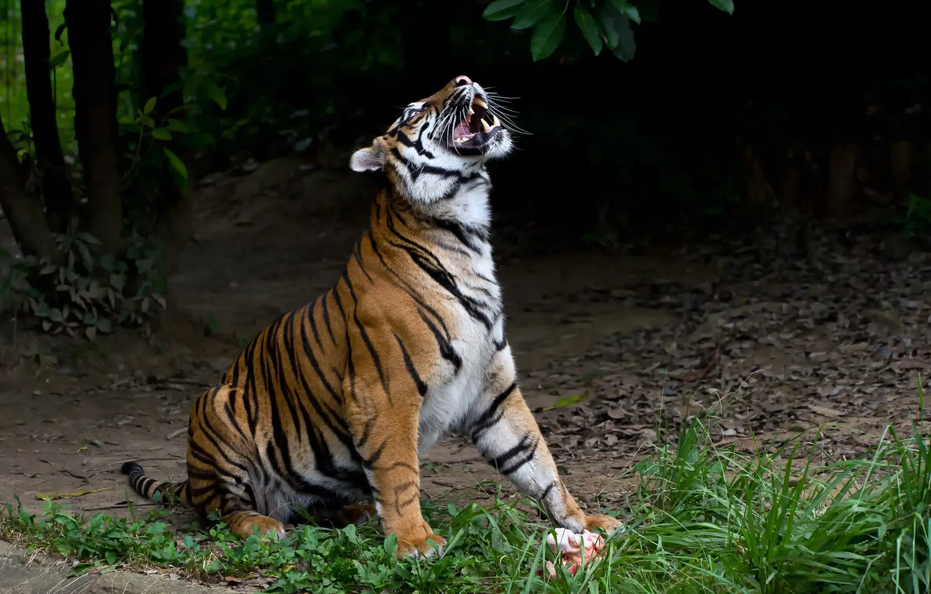 Фото обои трава, тигр, профиль, суматранский