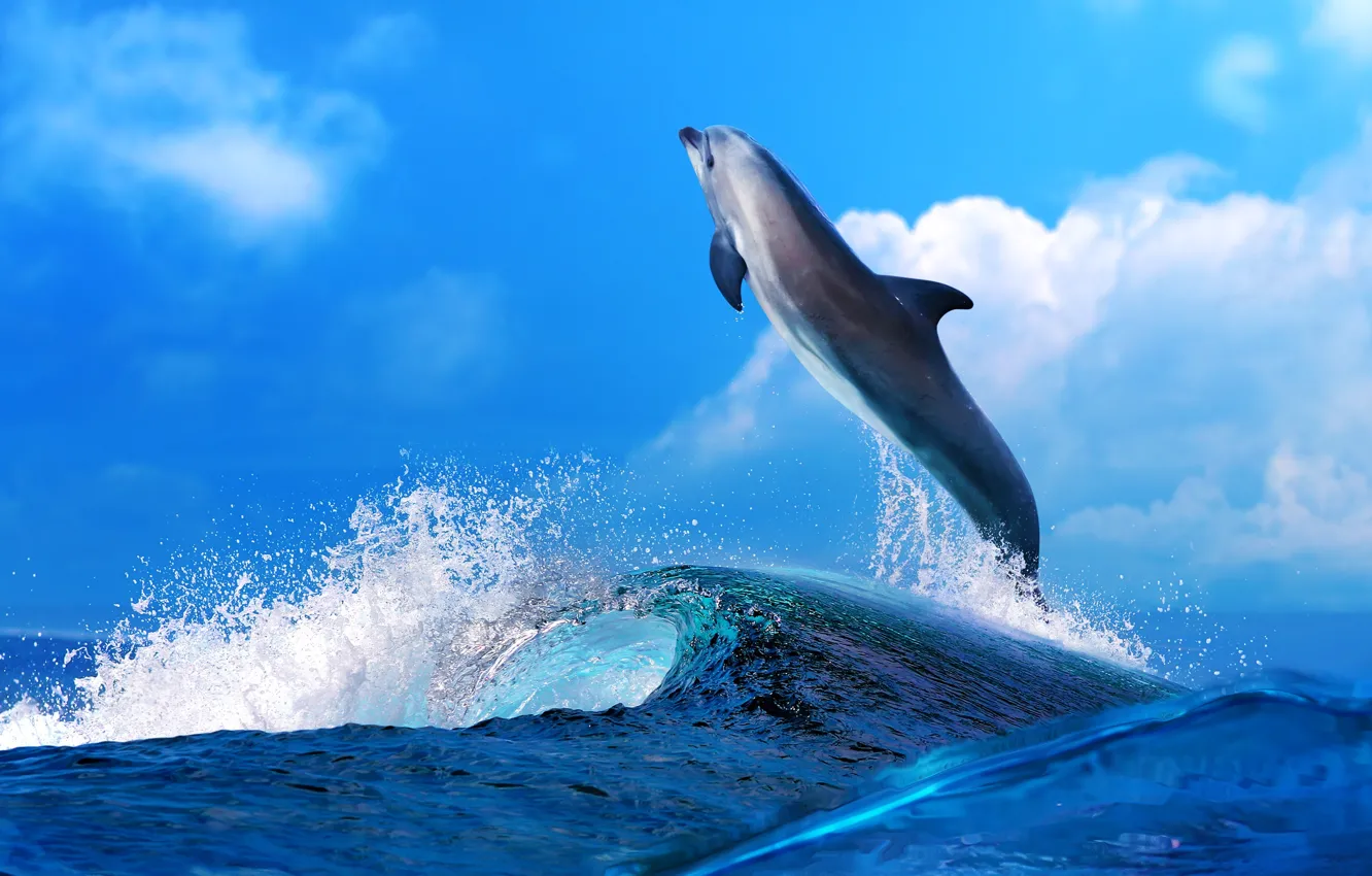 Фото обои море, волны, облака, дельфин