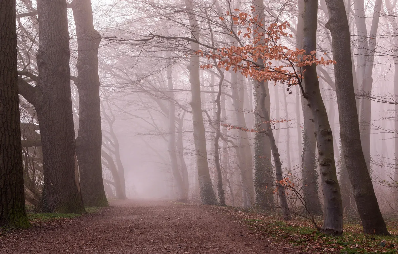 Фото обои осень, лес, ветки, туман, листва, утро
