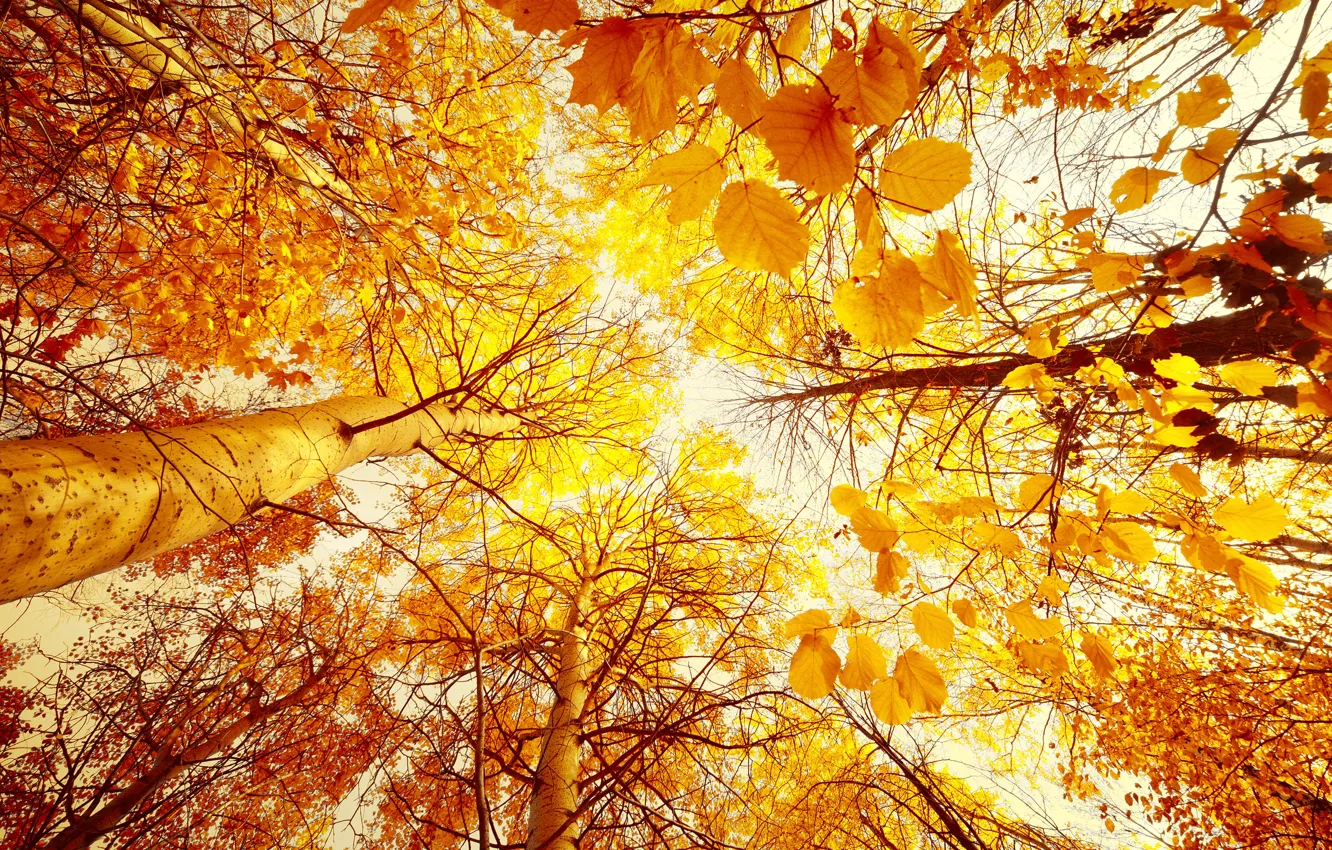 Фото обои осень, лес, небо, листья, солнце, деревья, пейзаж, желтые