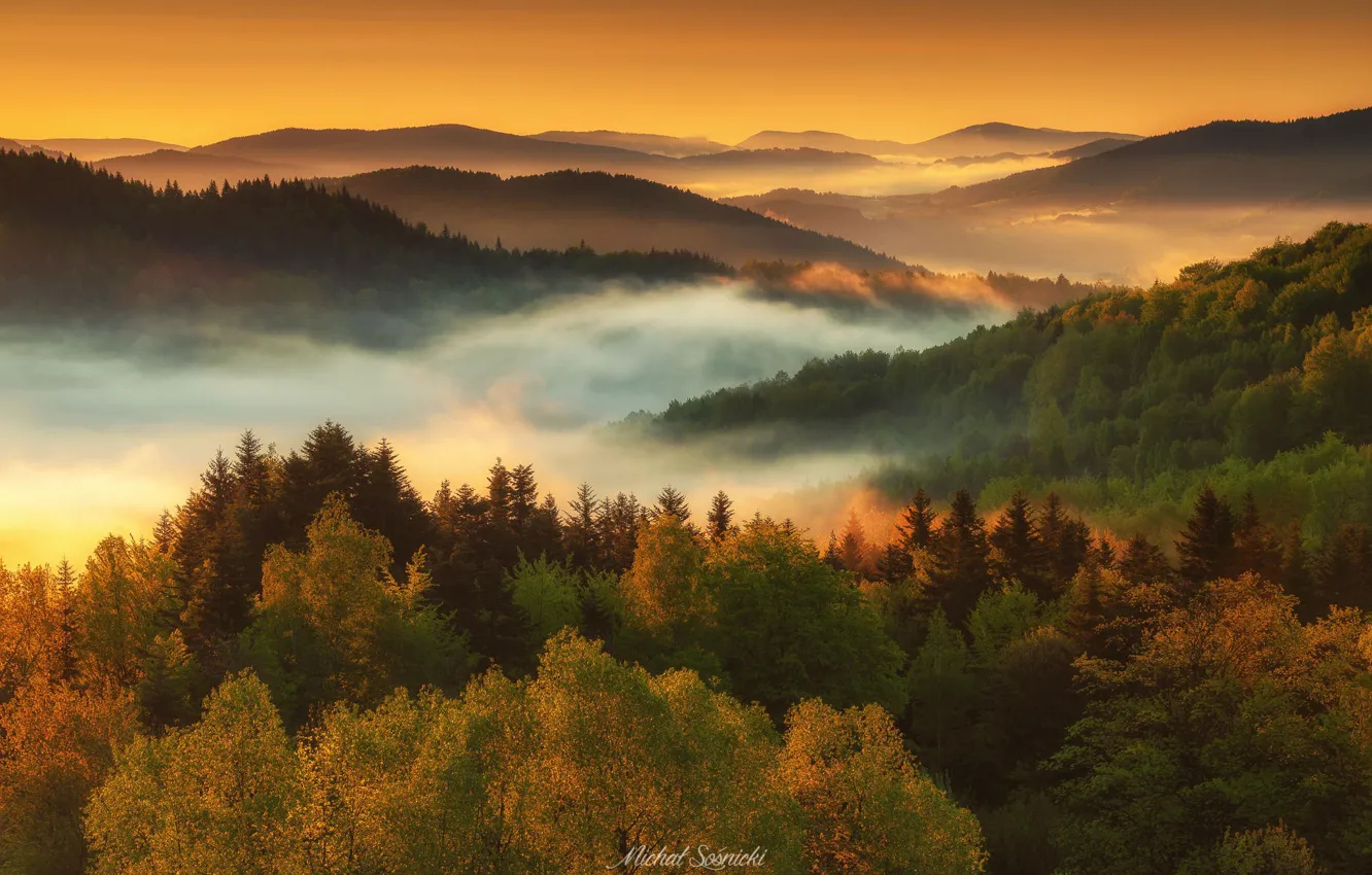 Фото обои лес, деревья, туман, рассвет, утро, Польша