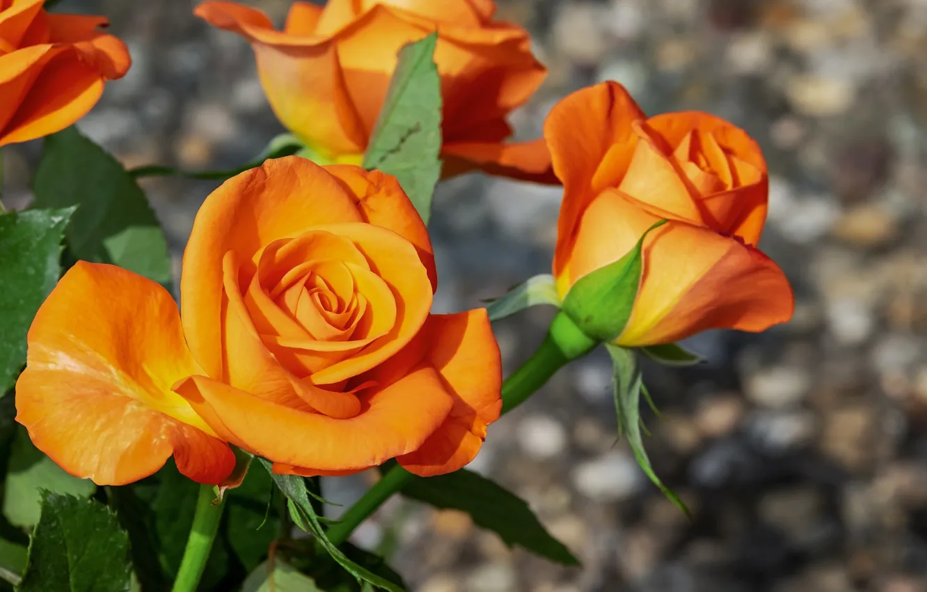 Фото обои розы, рыжие, оранжевые