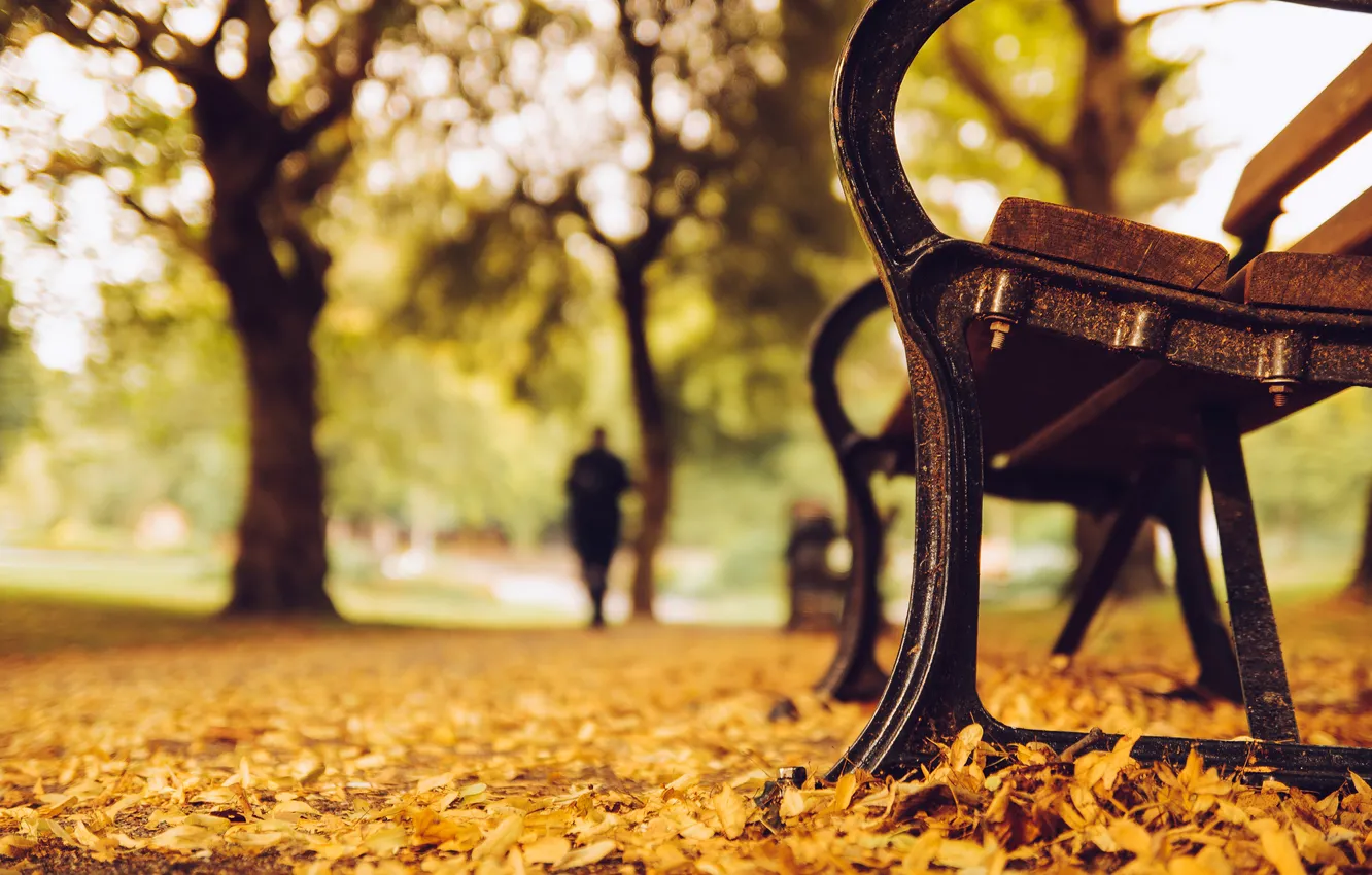 Фото обои осень, листья, деревья, скамейка, природа, парк, желтые, силуэт
